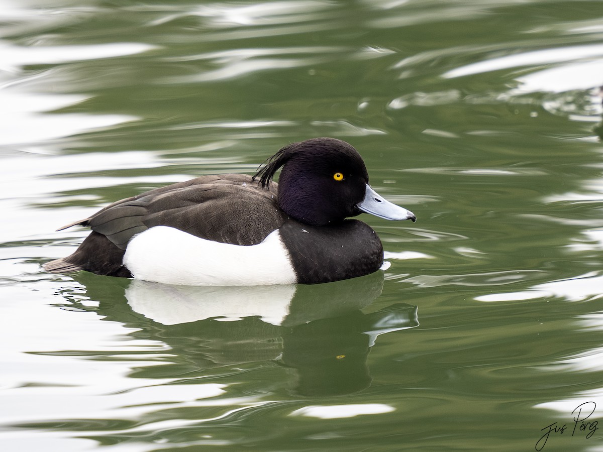 Tufted Duck - ML614934526