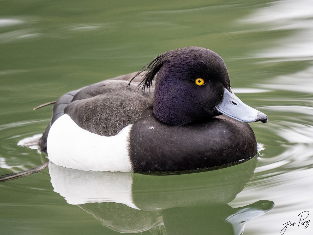 Tufted Duck - ML614934528