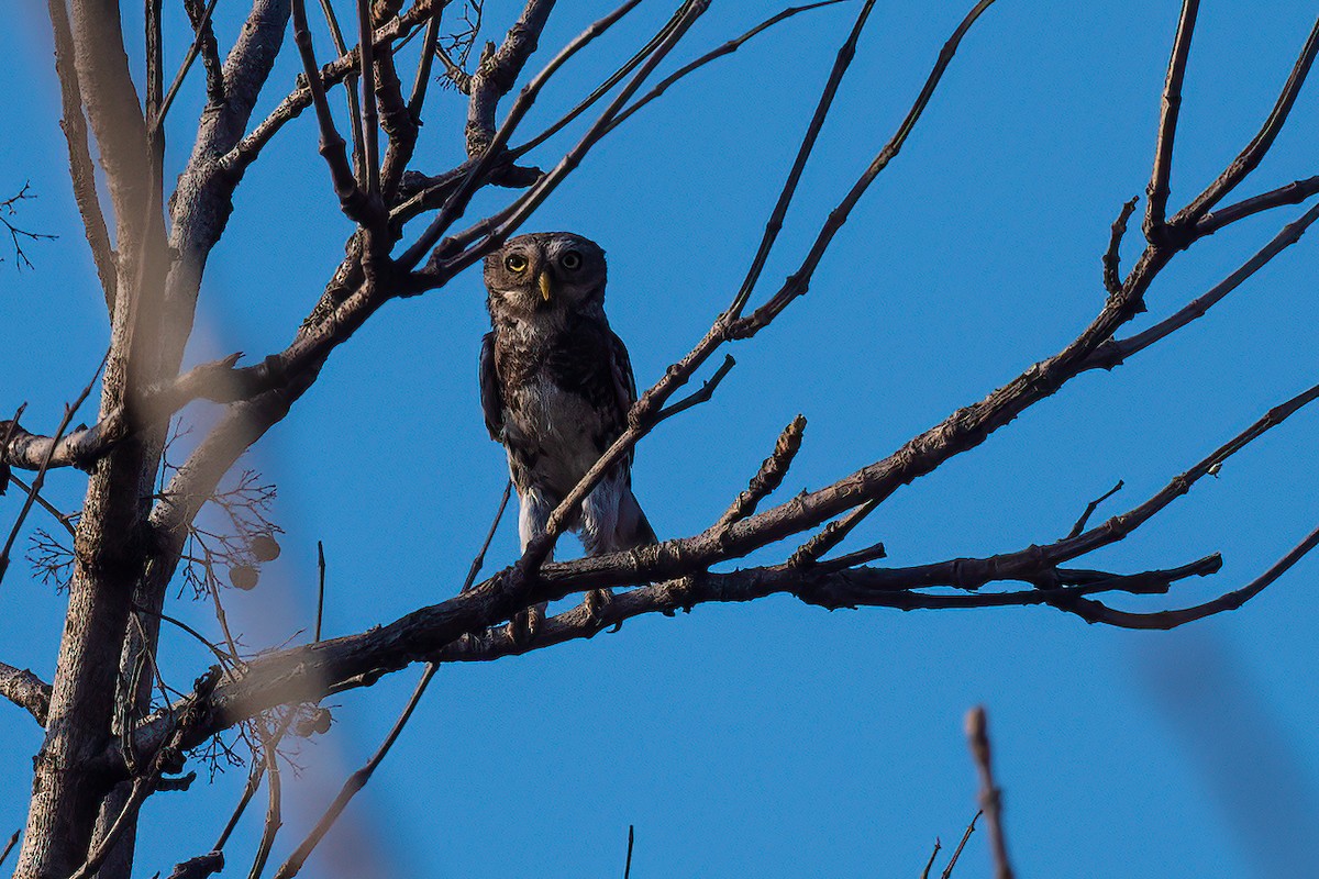 Forest Owlet - Pankaj Maheria