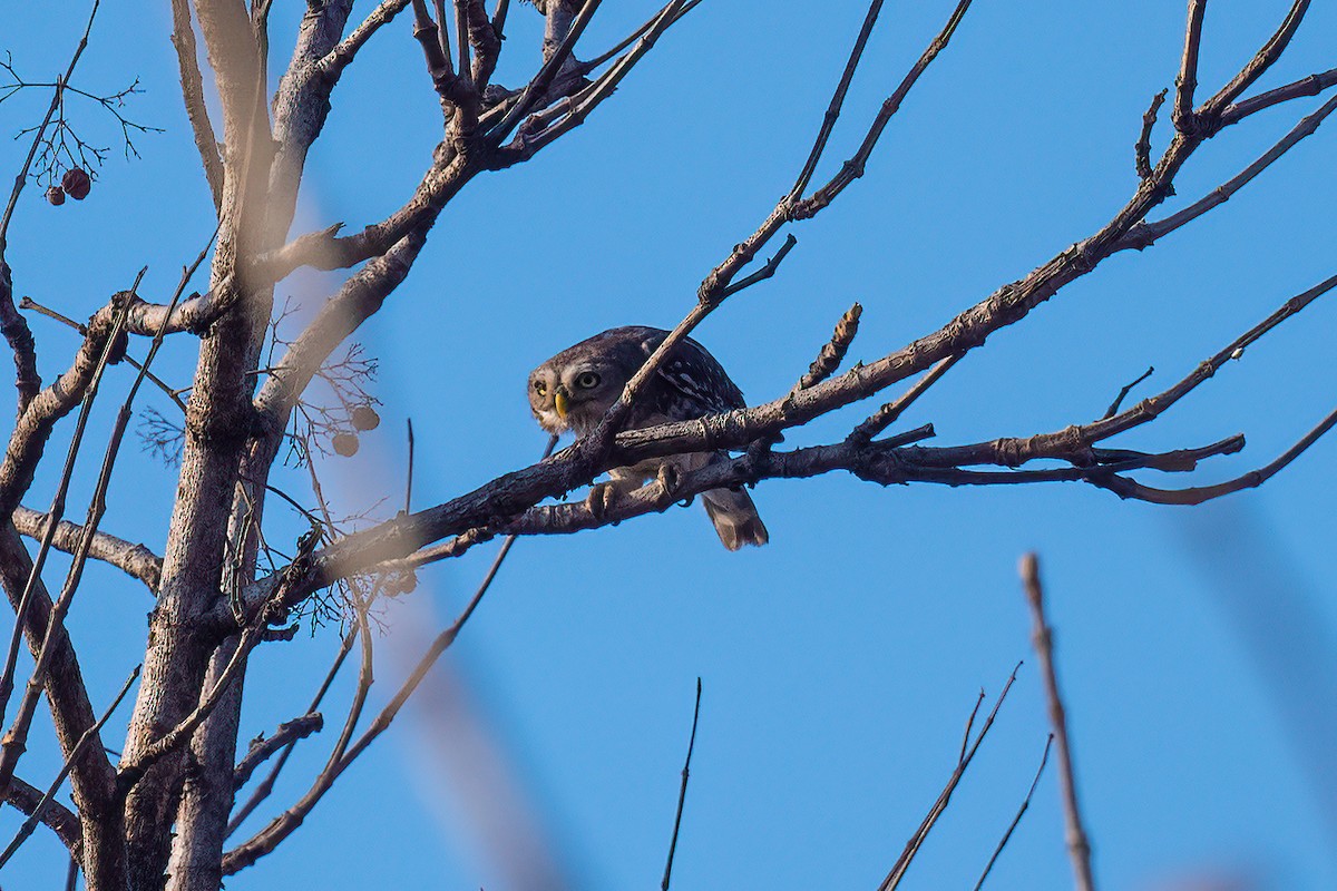 Forest Owlet - Pankaj Maheria