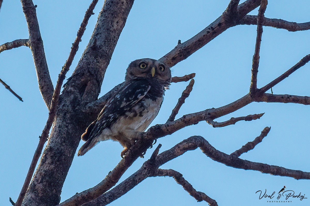 Forest Owlet - ML614934769