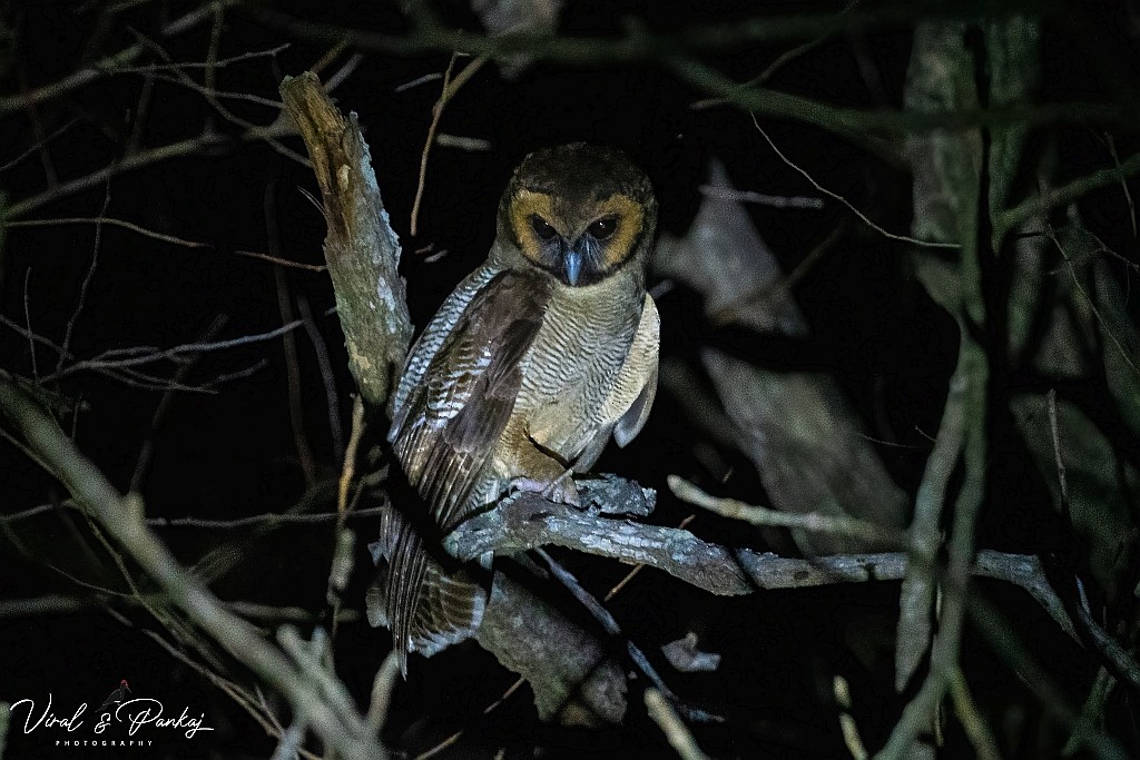 Brown Wood-Owl - Pankaj Maheria