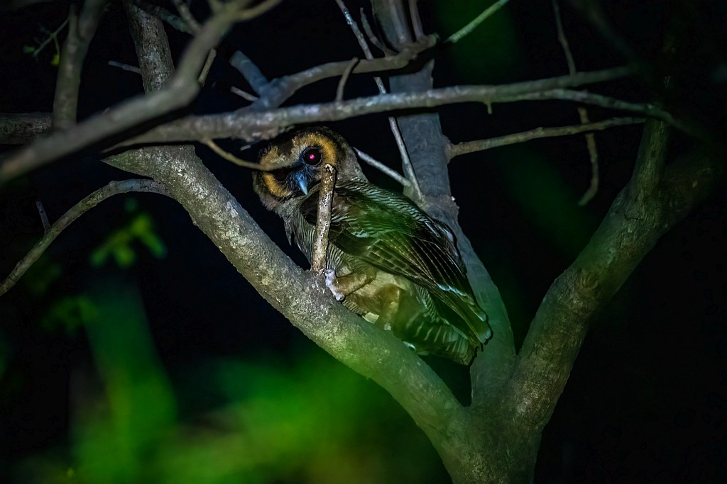 Brown Wood-Owl - Polaris *