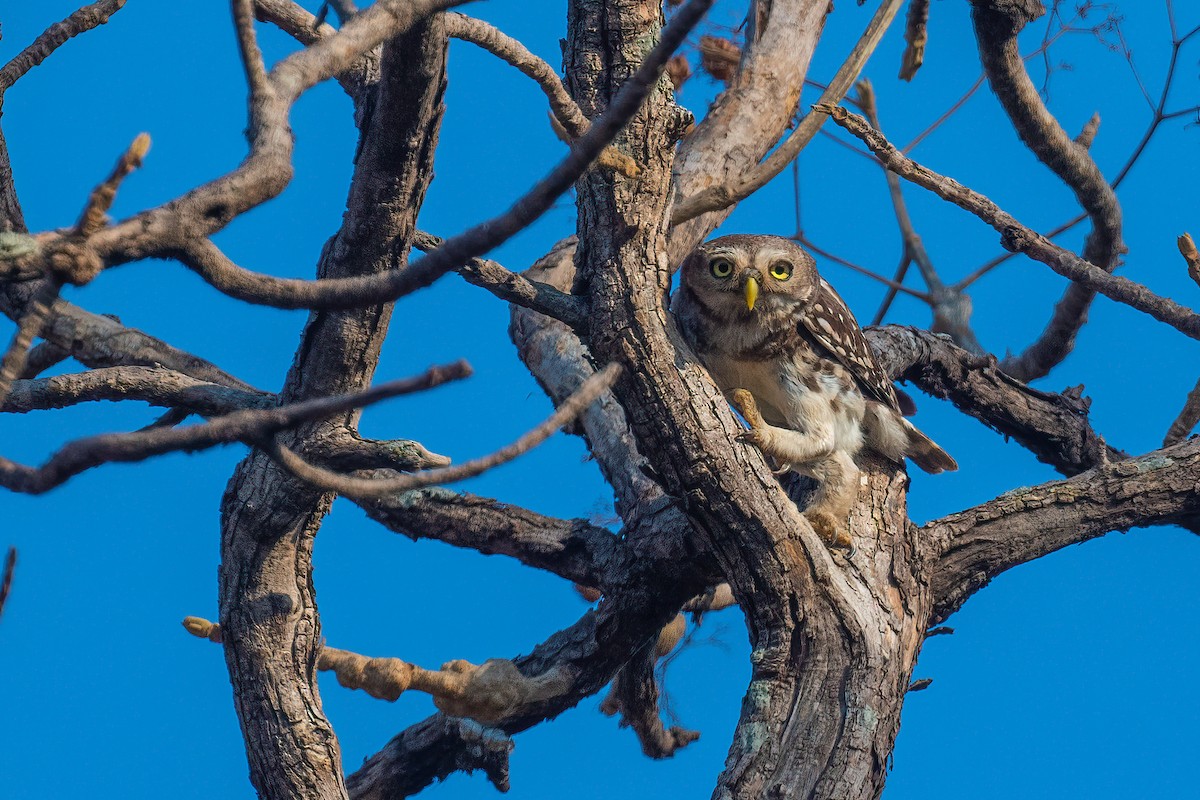 Forest Owlet - ML614934814