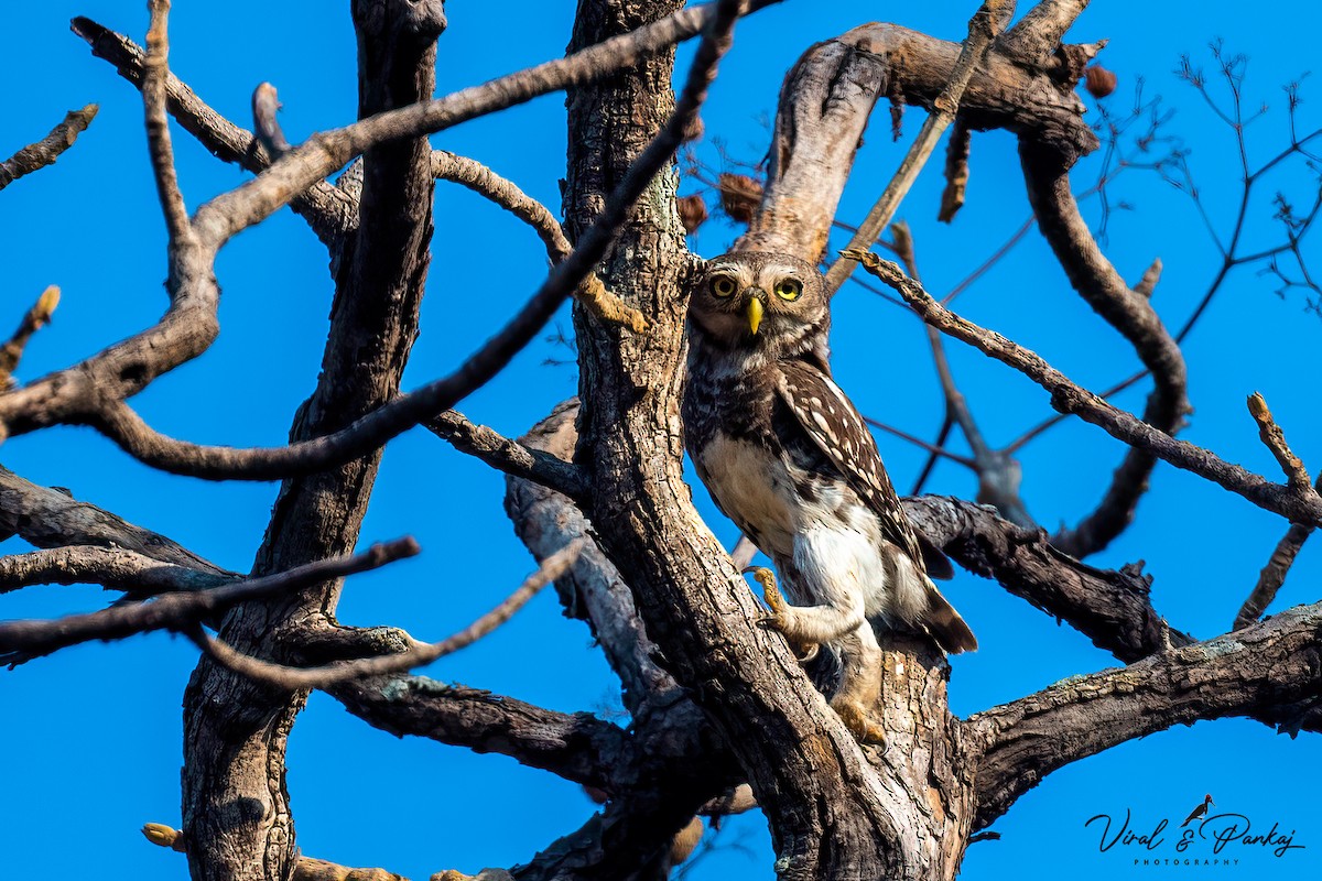 Forest Owlet - Polaris *