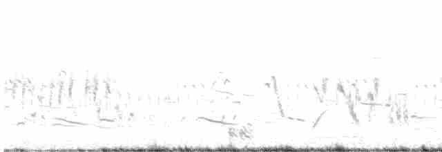 Gallo de las Praderas Rabudo - ML614935012
