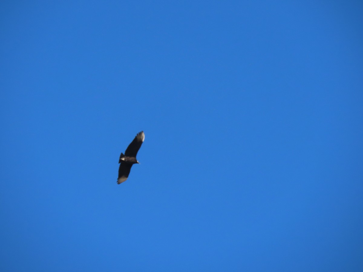 Black Vulture - ML614935497