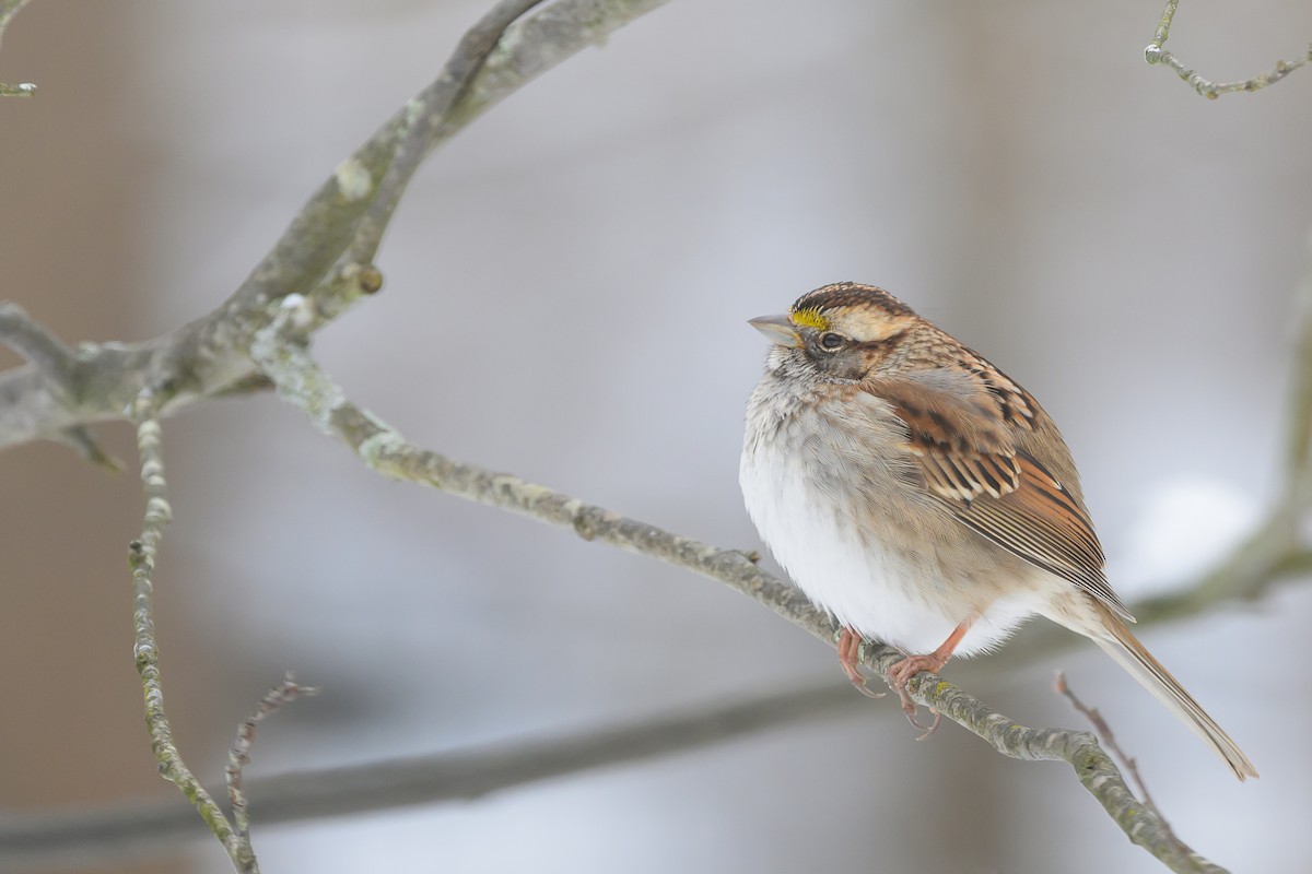 White-throated Sparrow - ML614935677