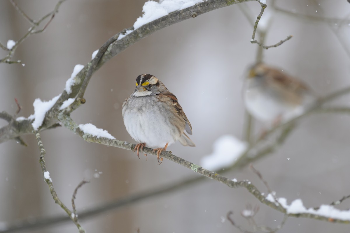 White-throated Sparrow - Deborah Bifulco