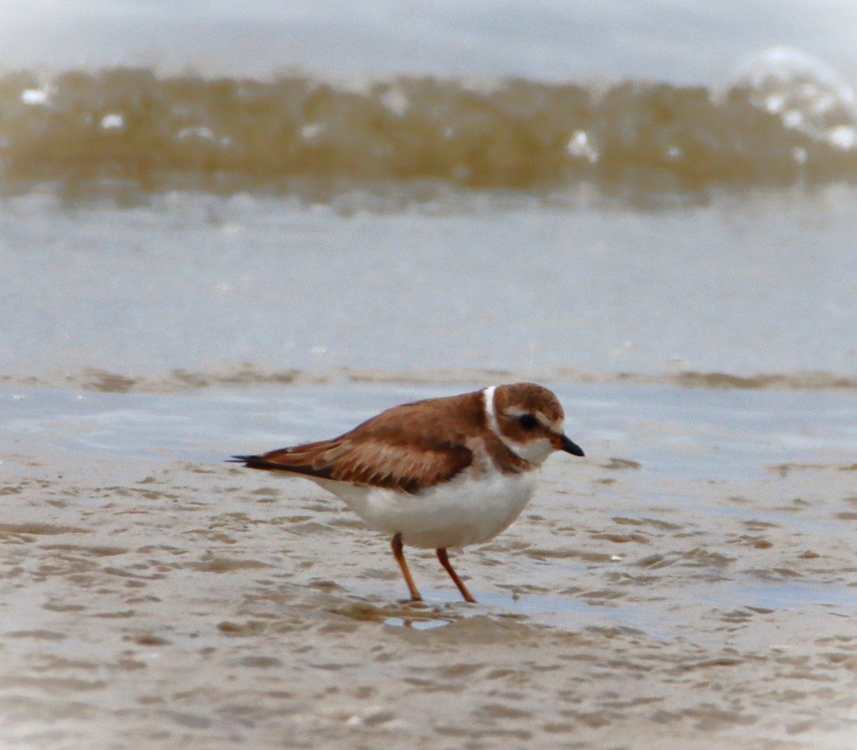 Semipalmated Plover - ML614935726