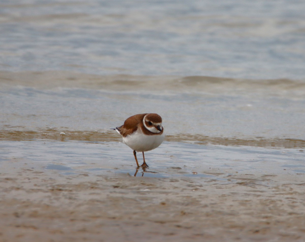 Semipalmated Plover - ML614935740