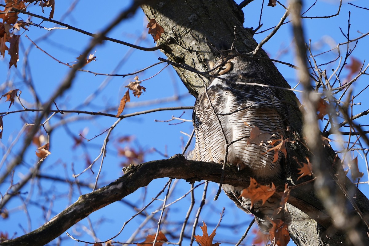 Great Horned Owl - ML614936085