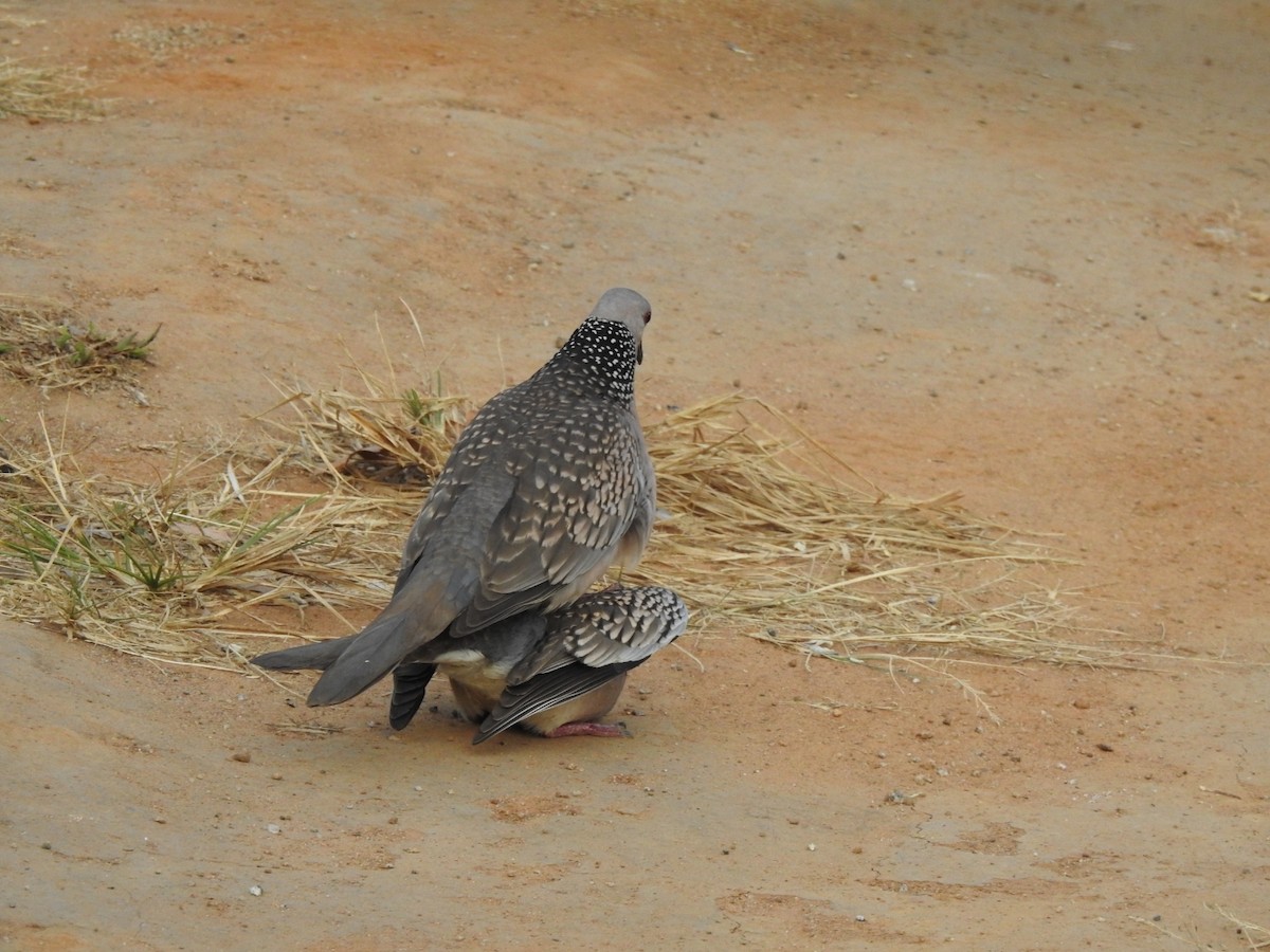 Spotted Dove - ML614936106