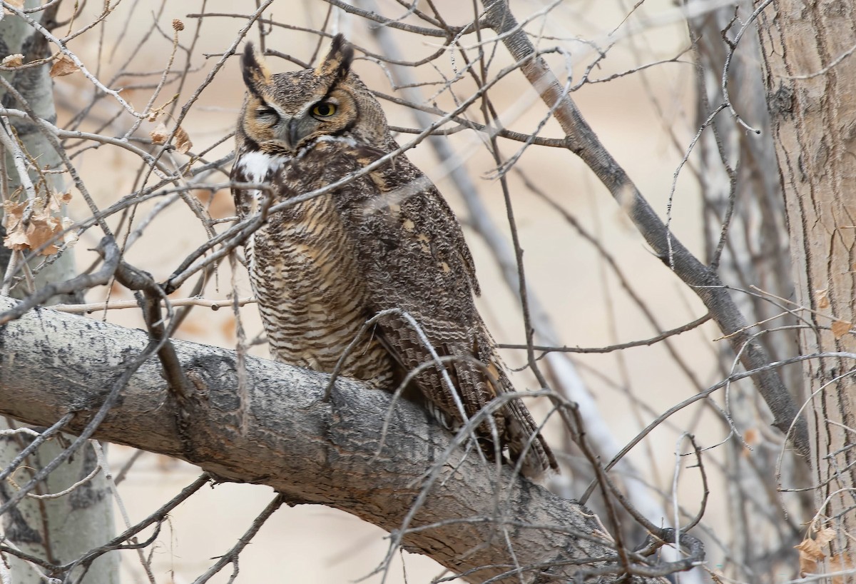 Great Horned Owl - ML614936177