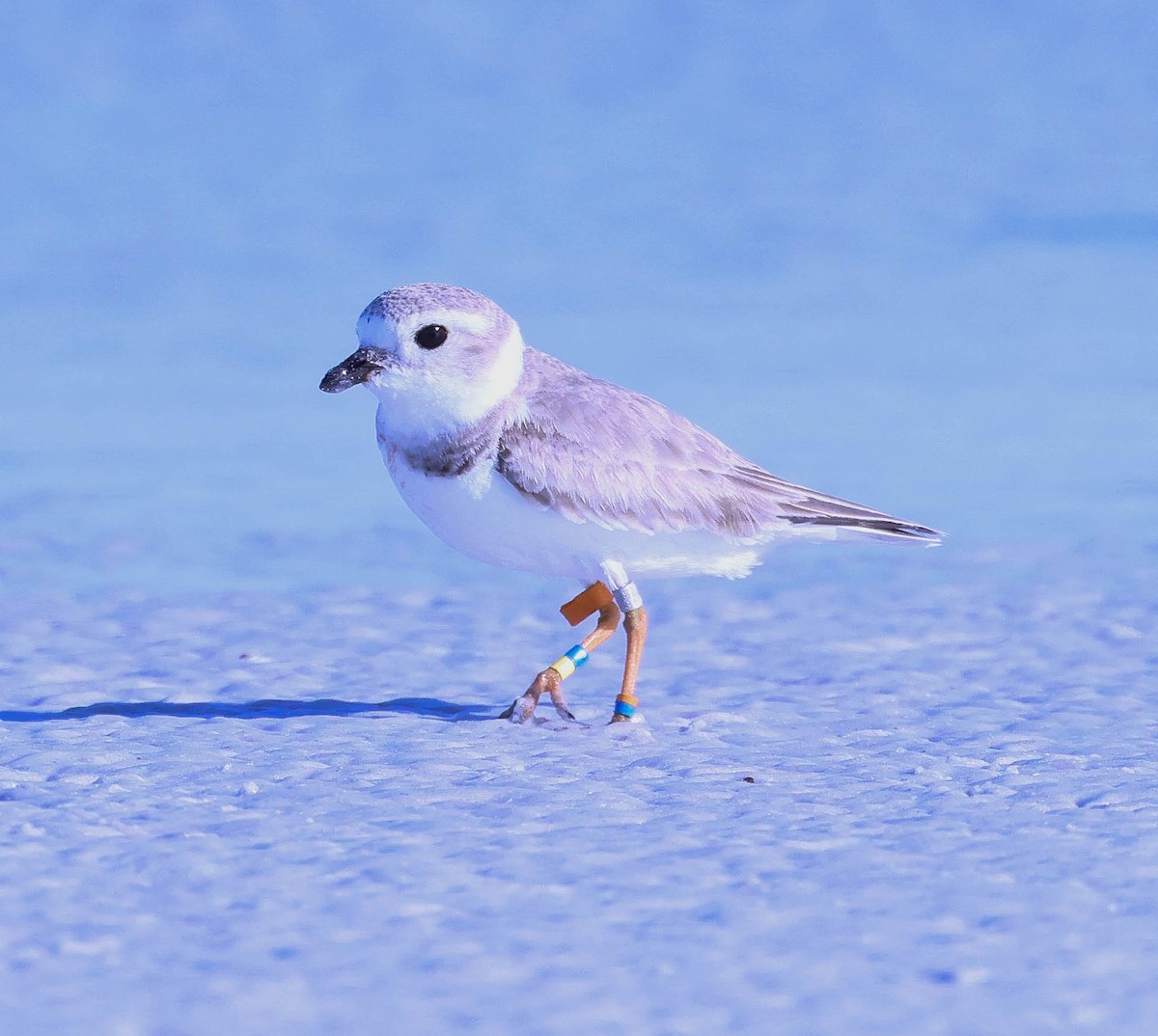 Piping Plover - ML614936235