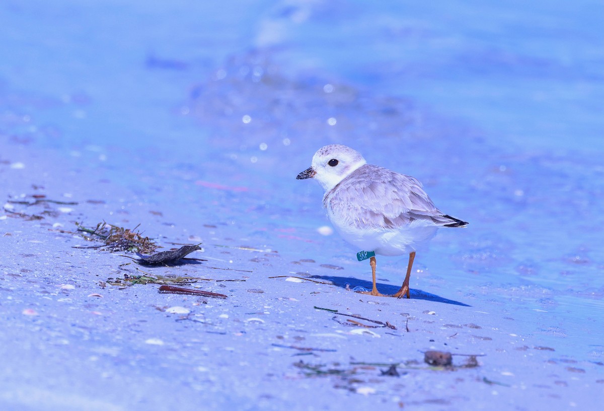 Piping Plover - ML614936238