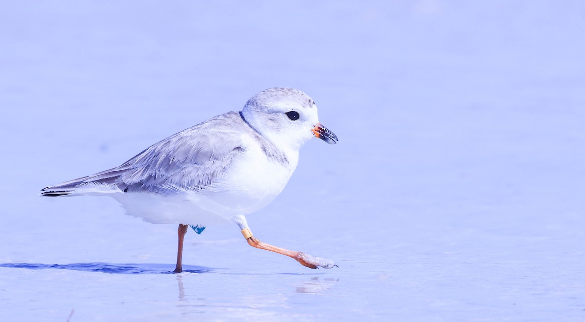 Piping Plover - ML614936239