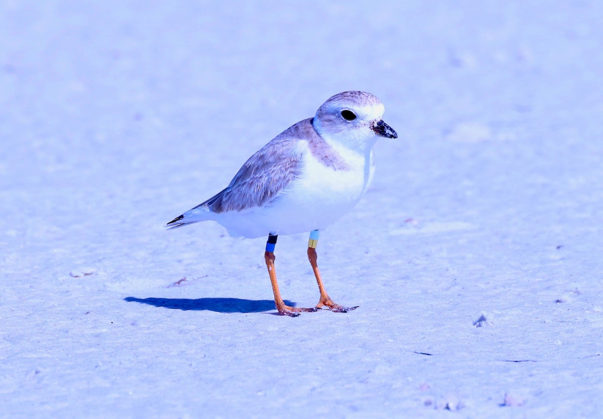 Piping Plover - ML614936243