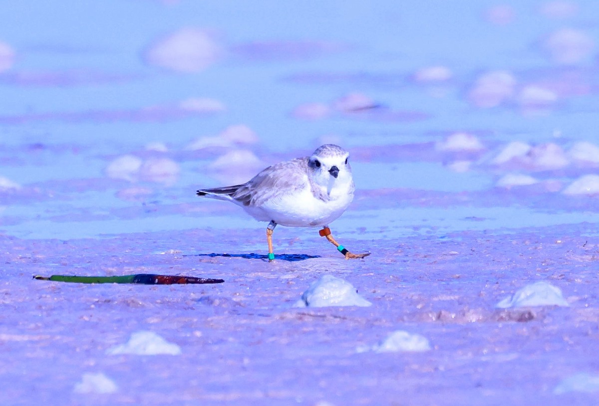 Piping Plover - ML614936251