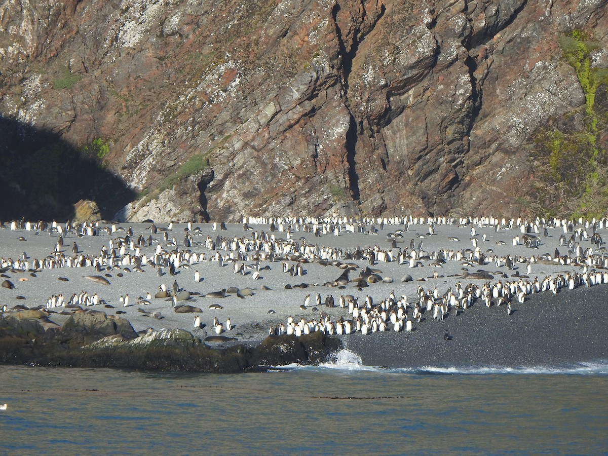 tučňák patagonský - ML614936427