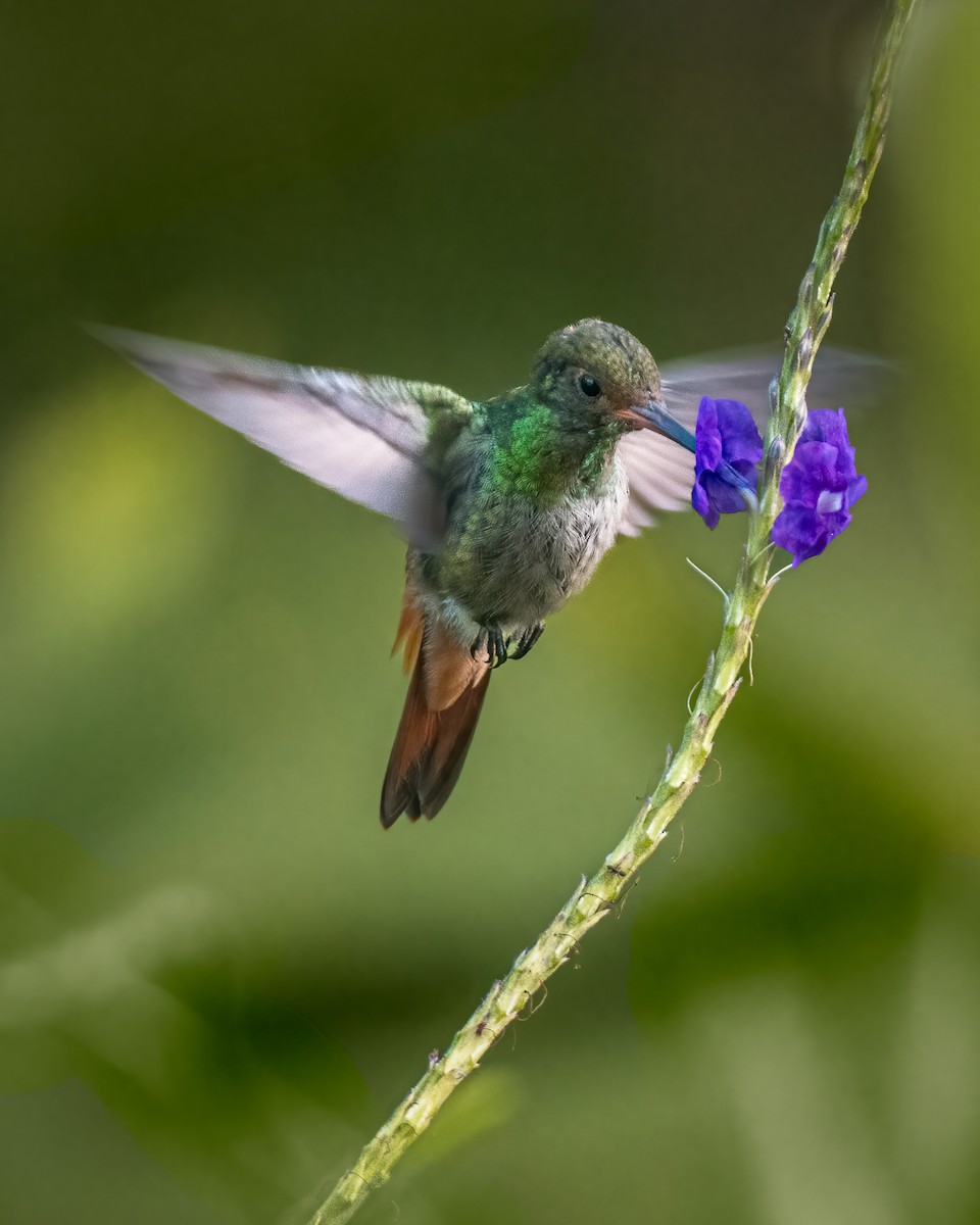 Rufous-tailed Hummingbird - ML614936576