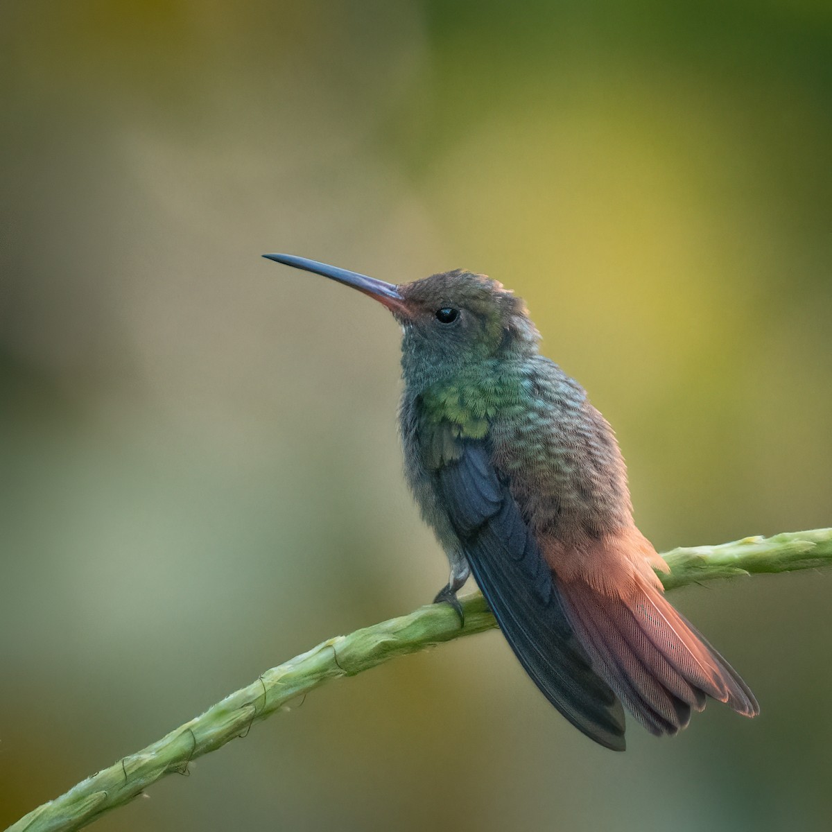 Rufous-tailed Hummingbird - ML614936577