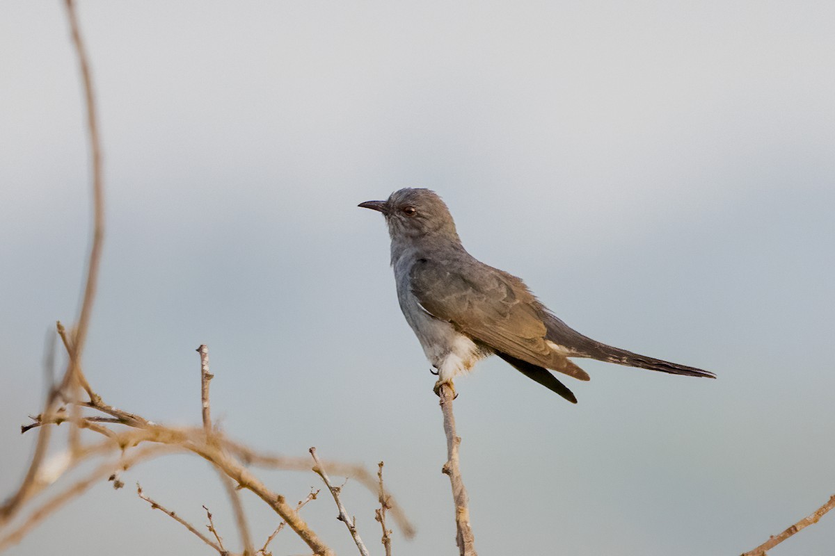 Gray-bellied Cuckoo - ML614936694