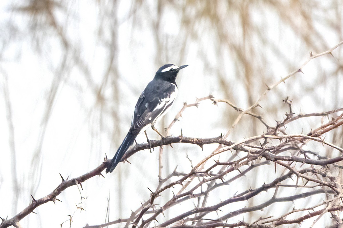 White-browed Wagtail - ML614936779
