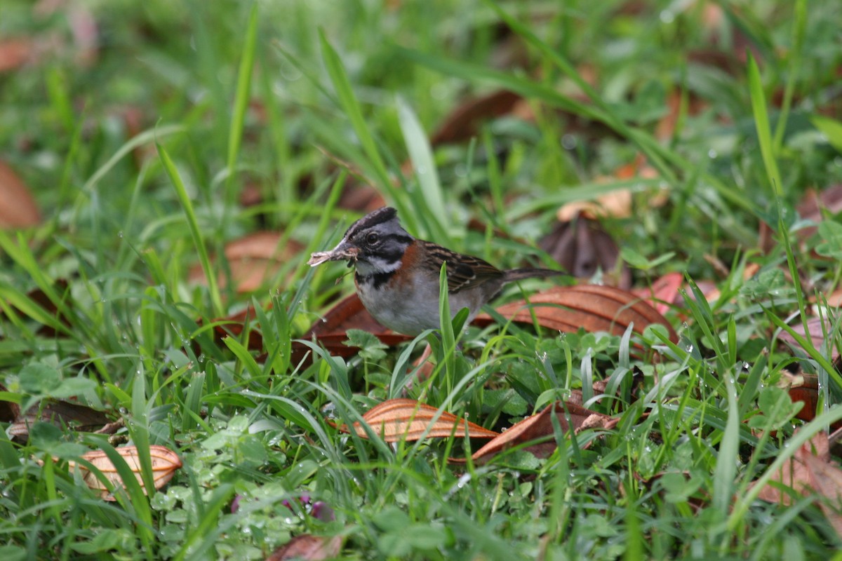 Rufous-collared Sparrow (Rufous-collared) - Robert Tizard