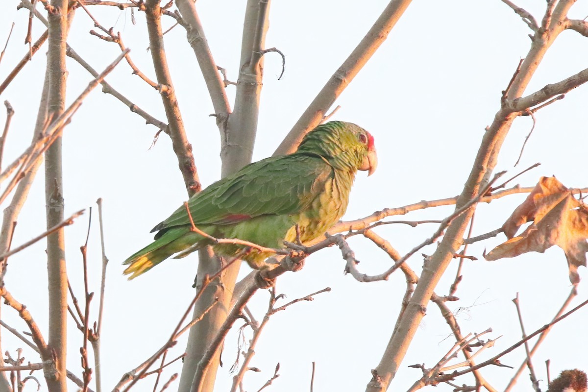 Red-crowned Parrot - ML614937028