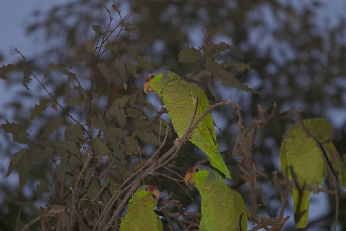 Lilac-crowned Parrot - ML614937058