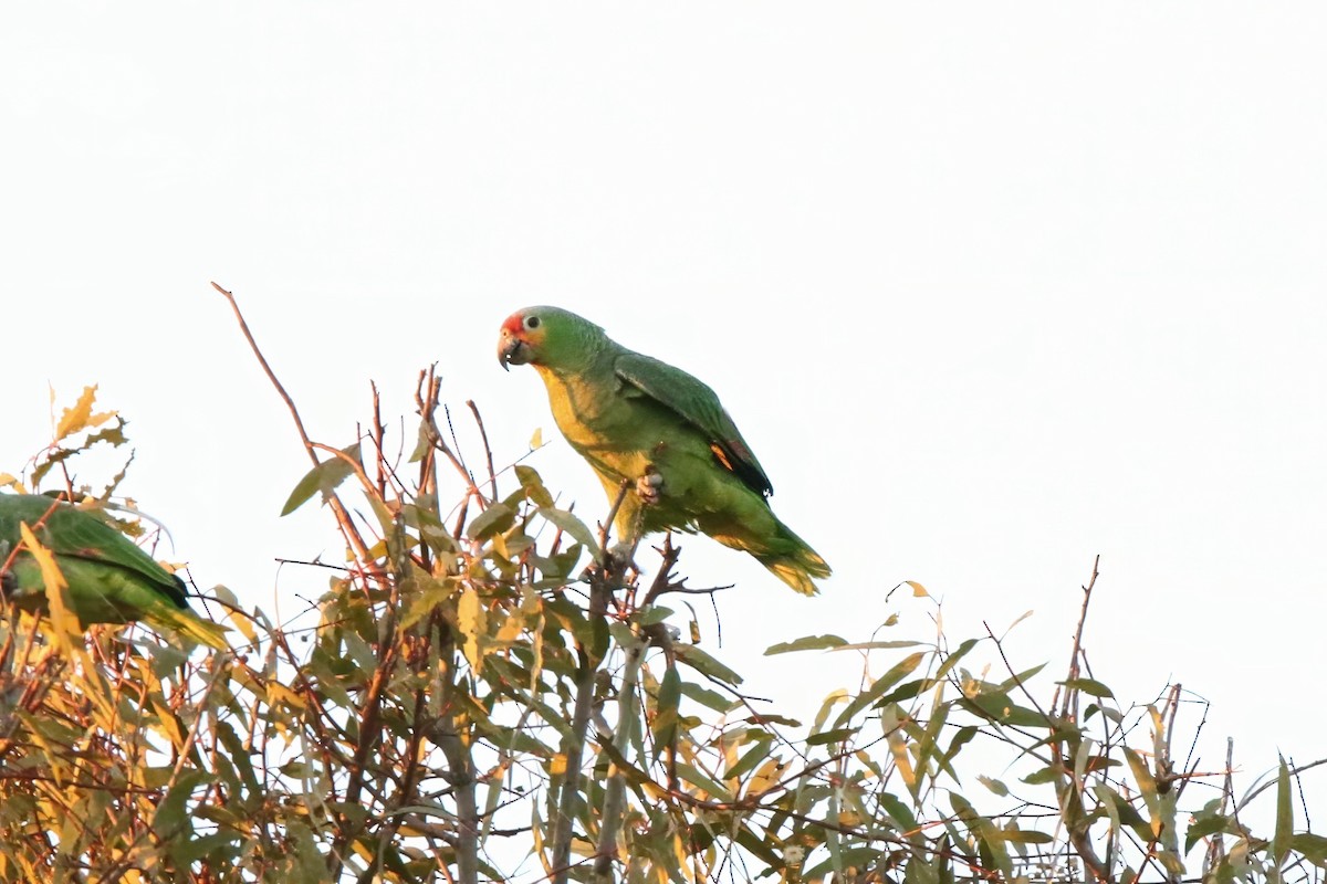 Red-lored Parrot - ML614937075