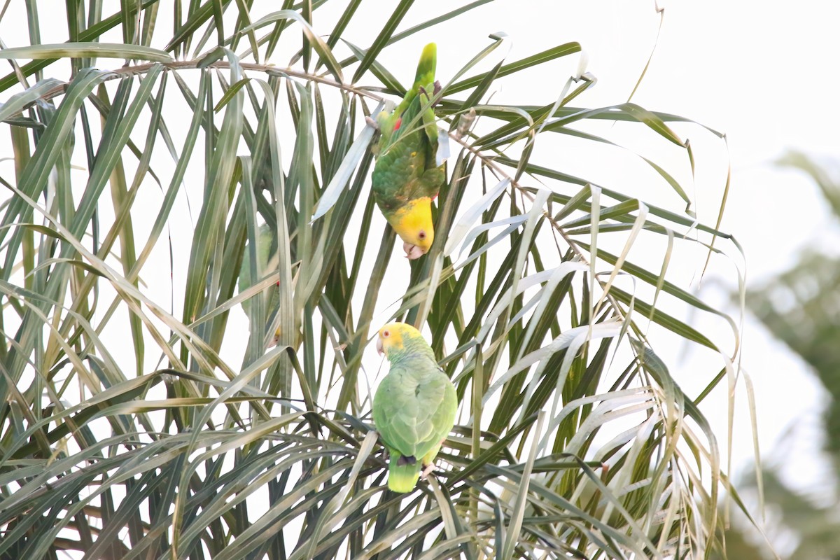 Yellow-headed Parrot - ML614937084