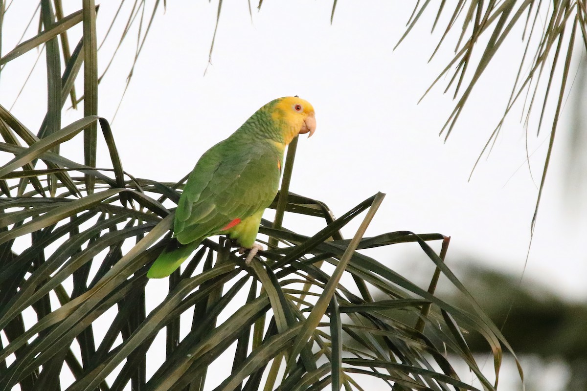 Yellow-headed Parrot - ML614937085