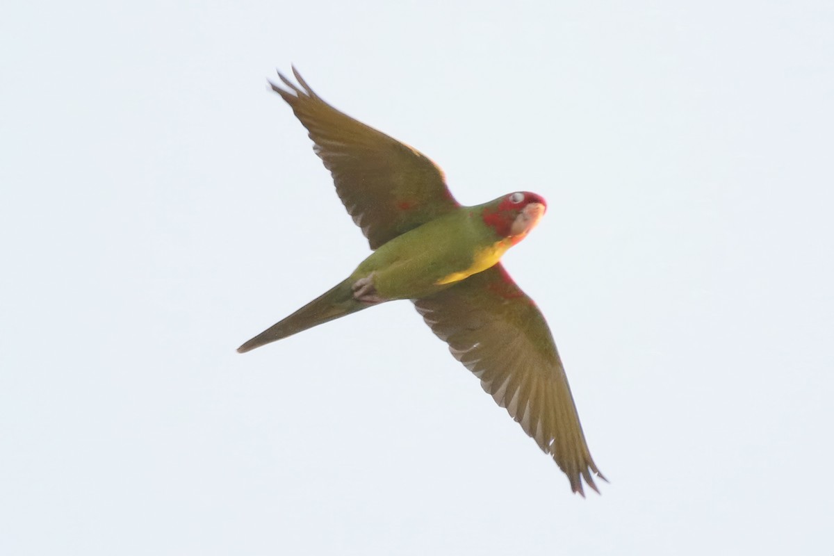 Red-masked Parakeet - ML614937109
