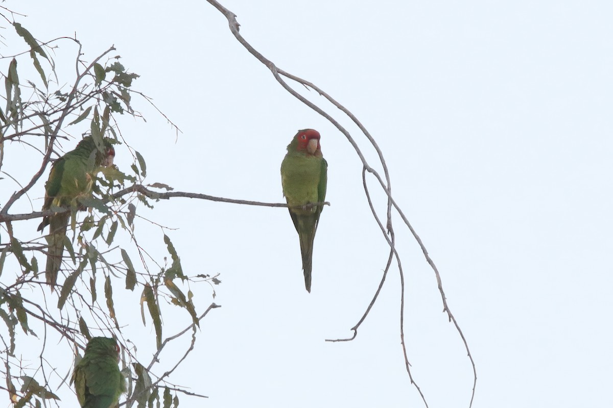 Red-masked Parakeet - ML614937110