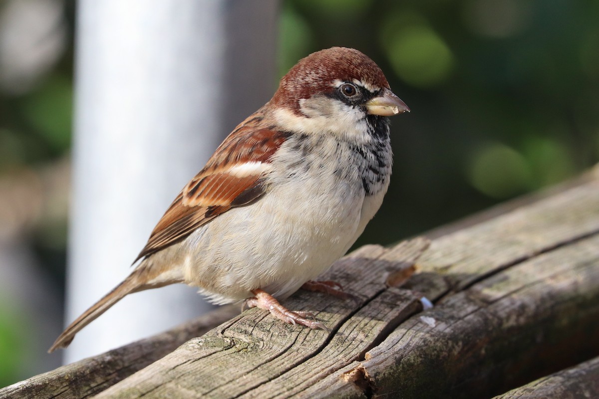 Italian Sparrow - Martina Nordstrand