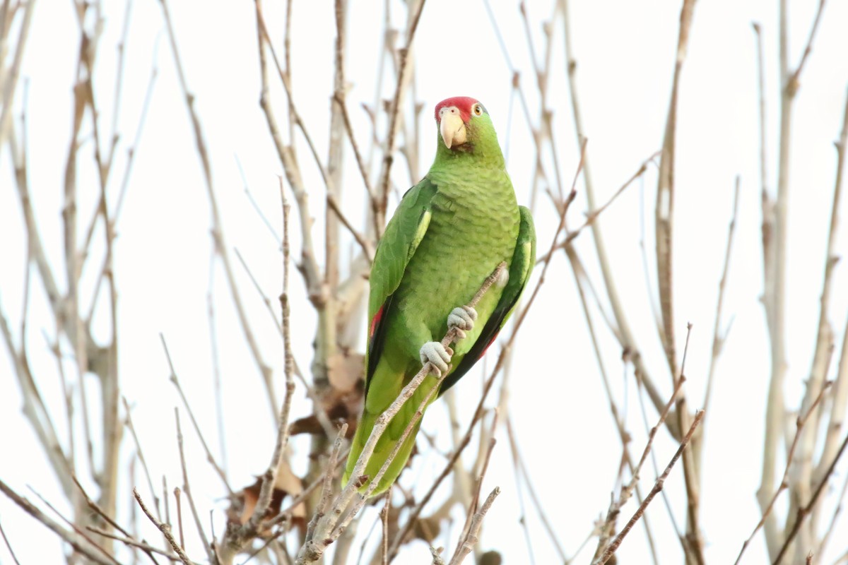 Red-crowned Parrot - ML614937130