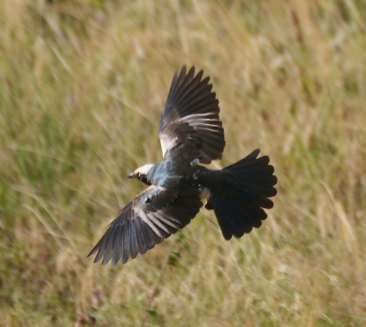 White-crowned Starling - ML614937226
