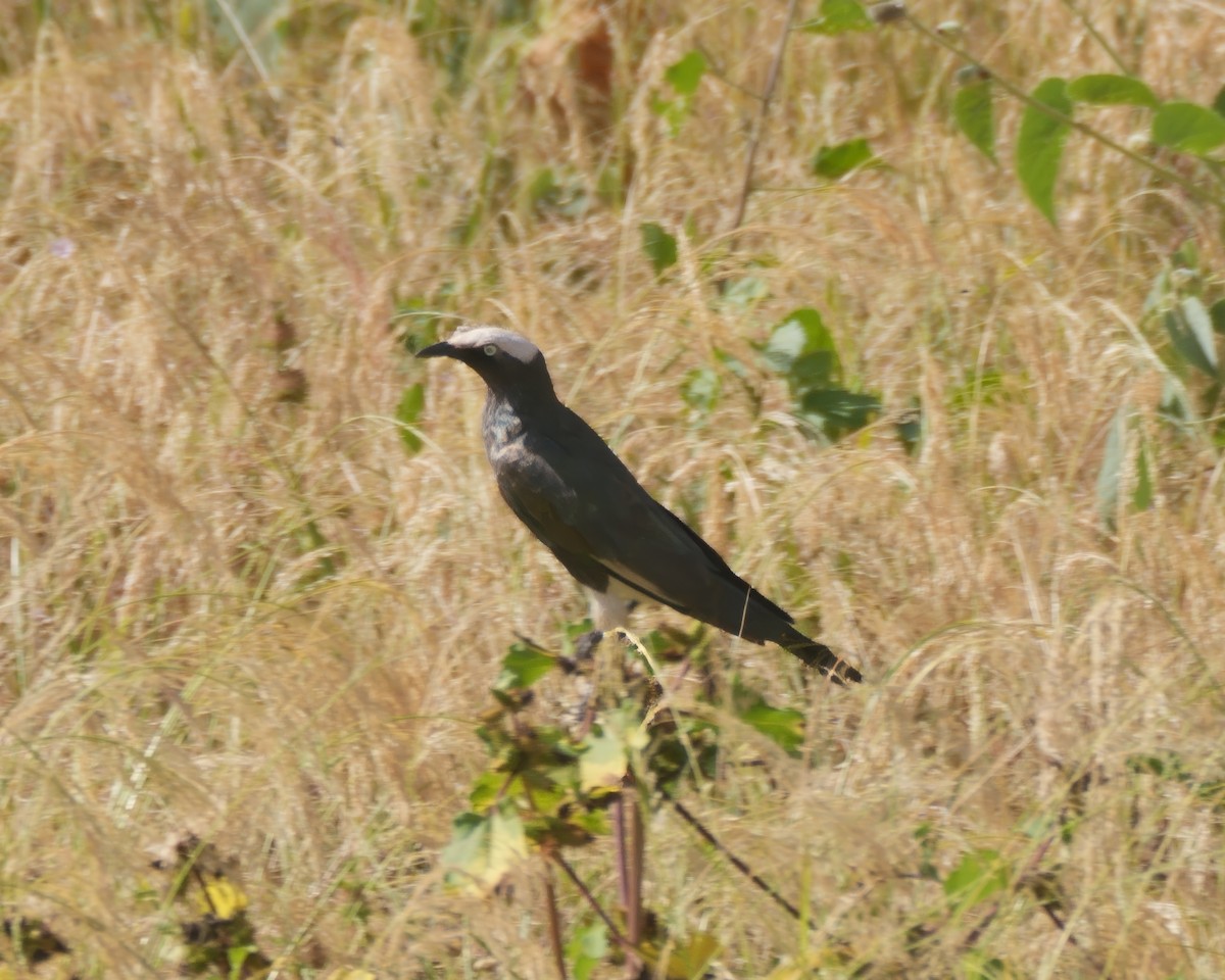 White-crowned Starling - ML614937228