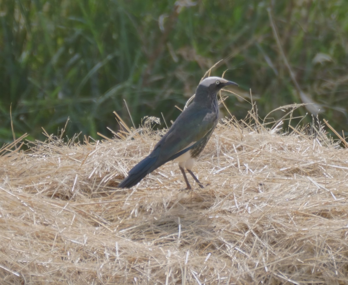 White-crowned Starling - ML614937230
