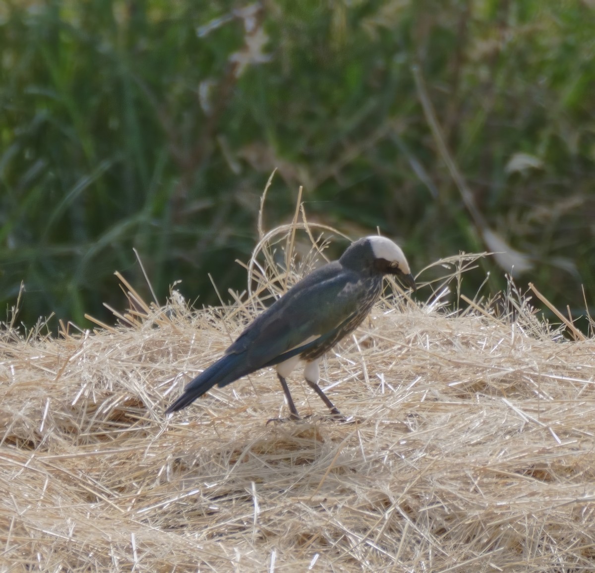 White-crowned Starling - ML614937231