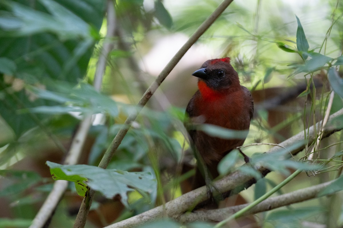 Red-throated Ant-Tanager - Justin Crosby