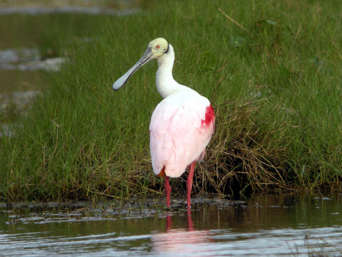 Roseate Spoonbill - Dave Read