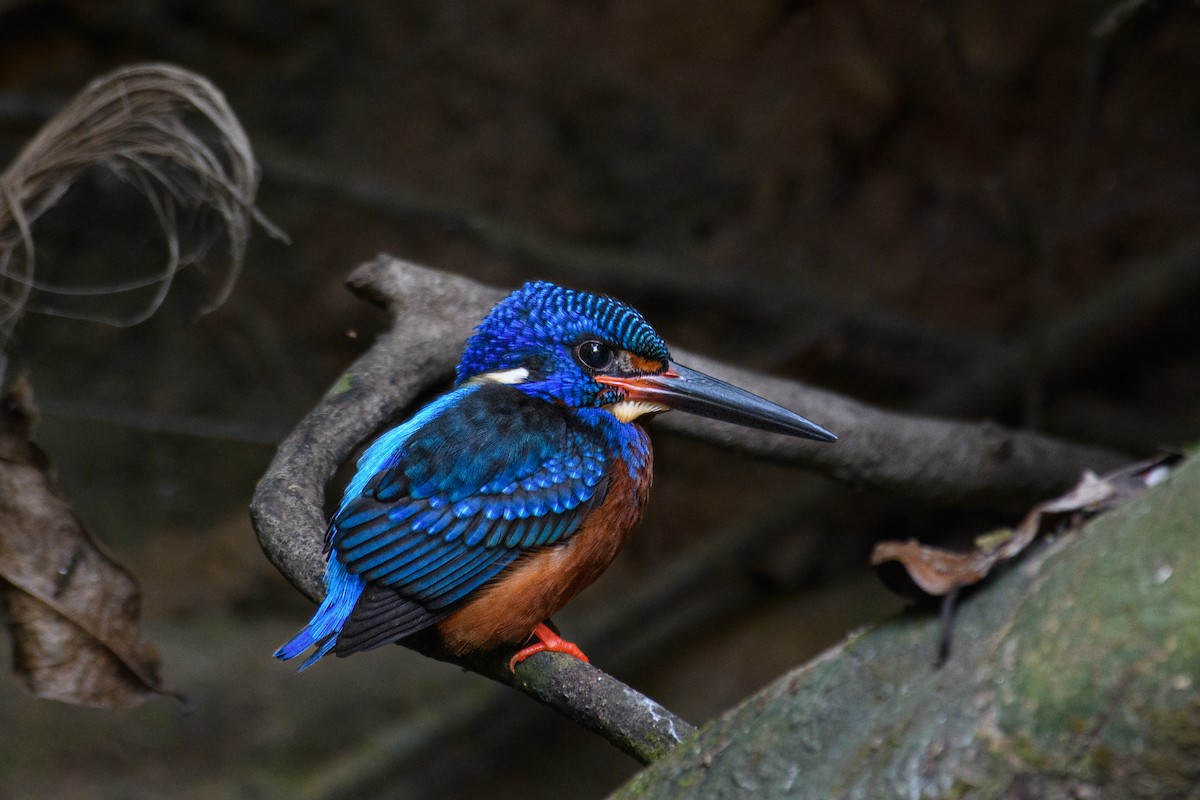 Blue-eared Kingfisher - ML614937560