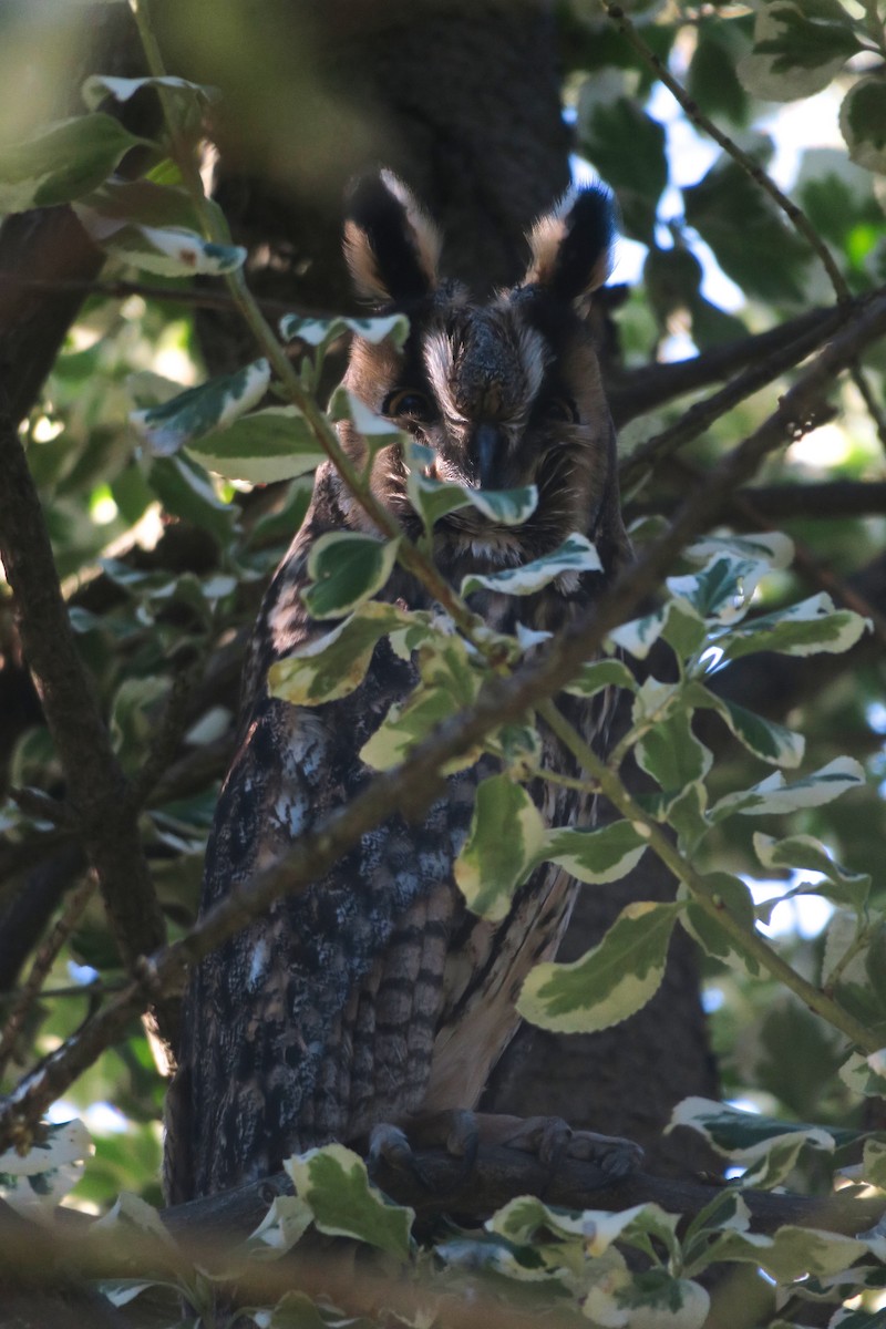 Long-eared Owl - ML614937642