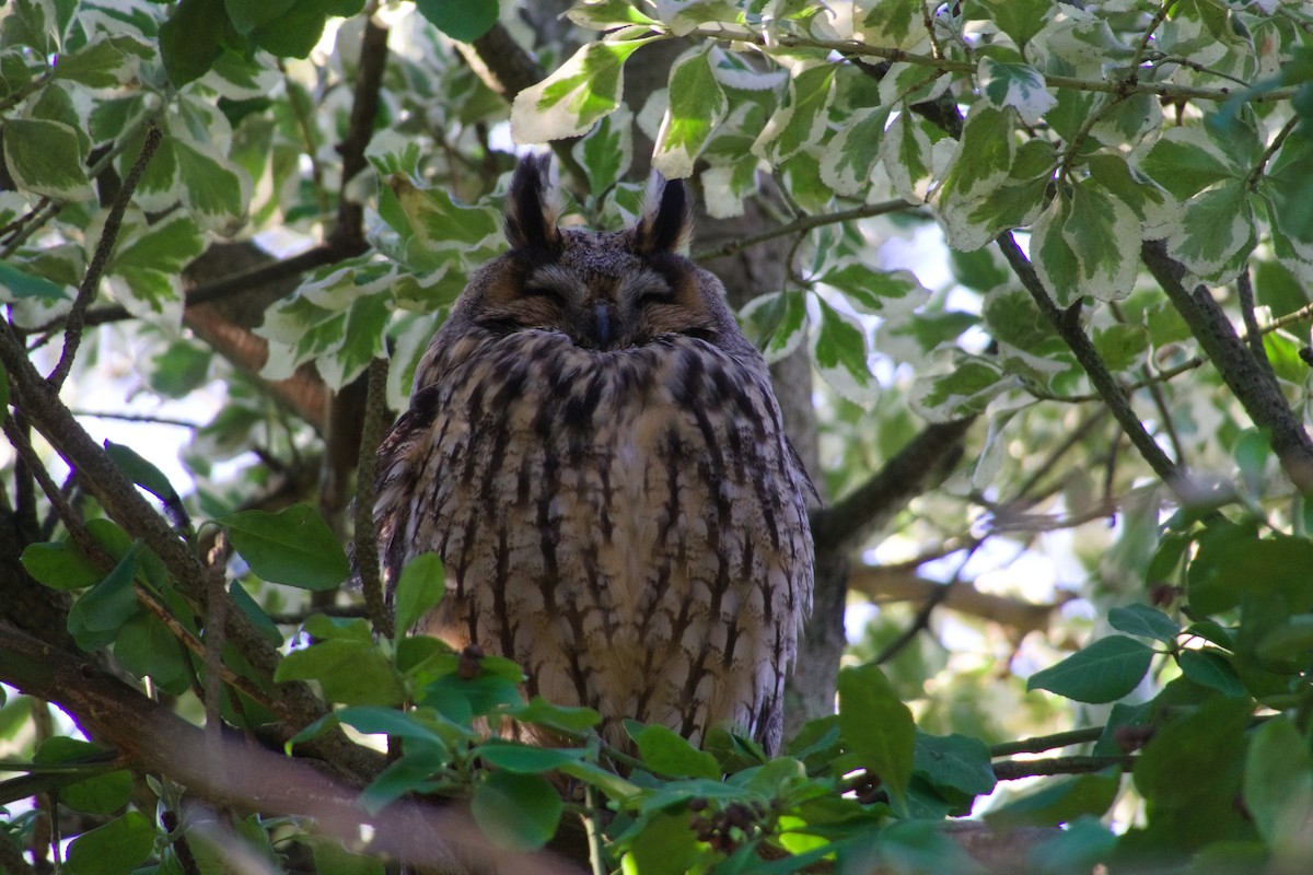 Long-eared Owl - ML614937643