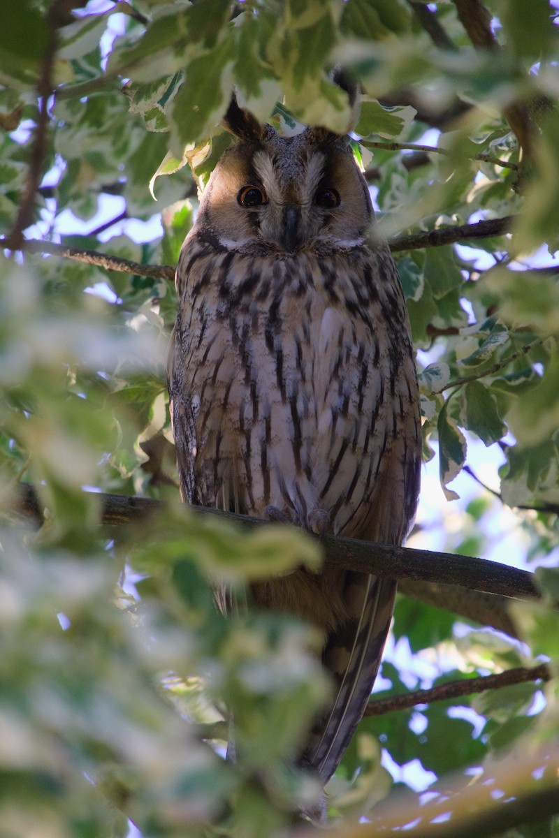 Long-eared Owl - ML614937644
