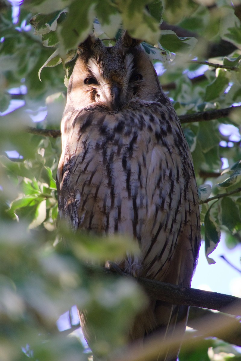 Long-eared Owl - ML614937645