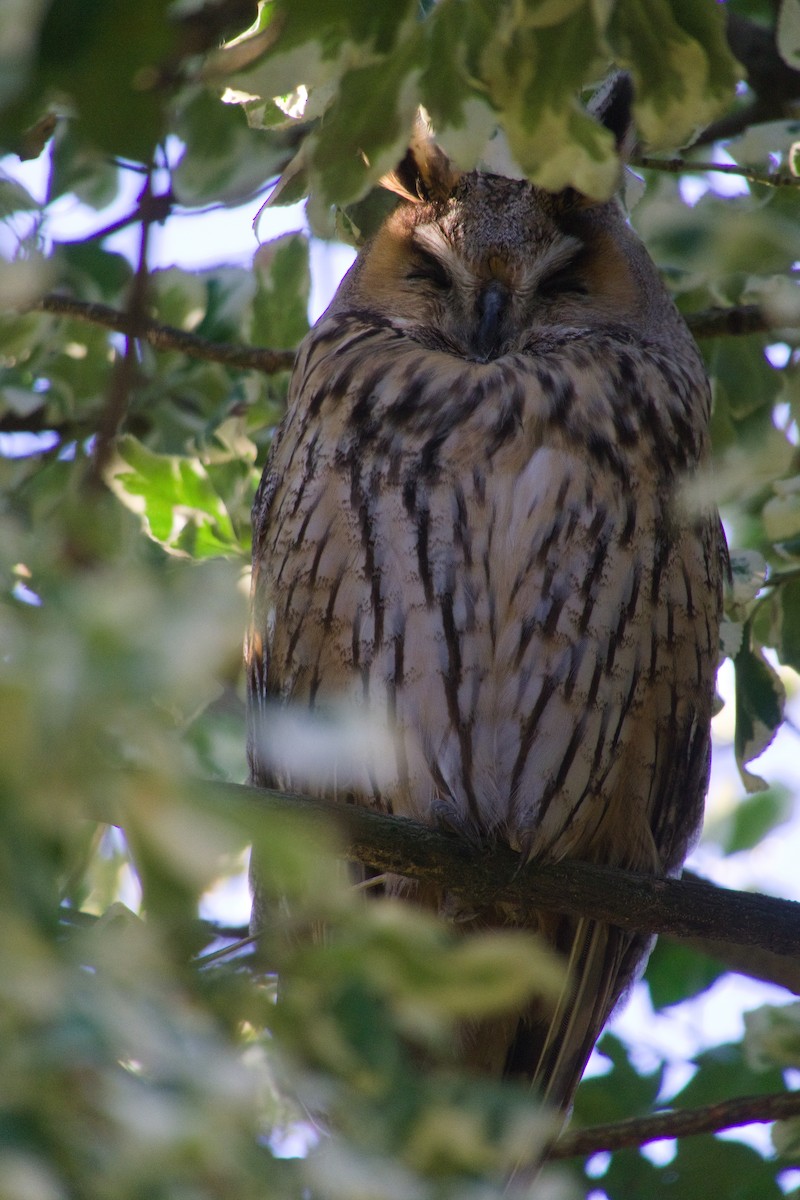 Long-eared Owl - ML614937646